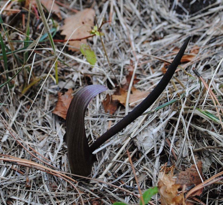 Biarum tenuifolium?