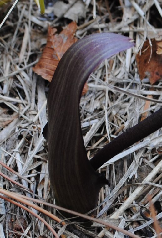 Biarum tenuifolium?