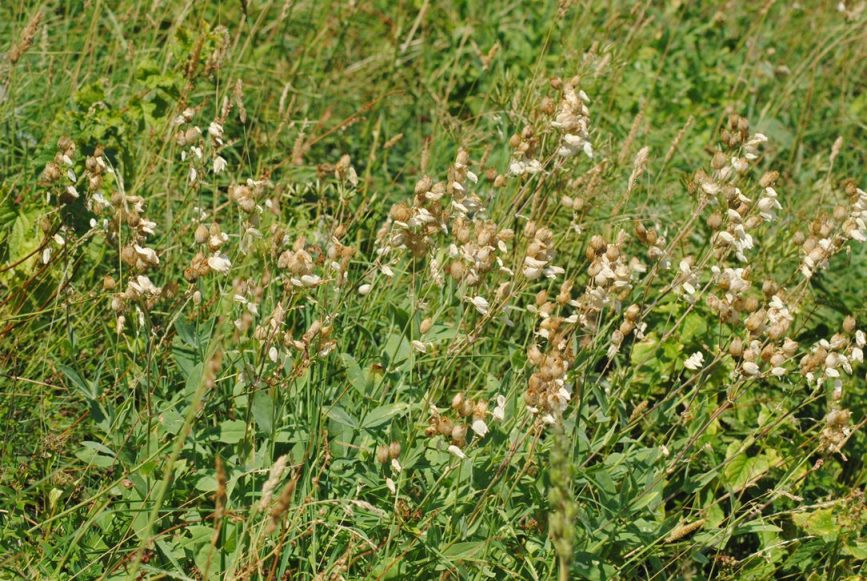 Silene vulgaris subsp. commutata