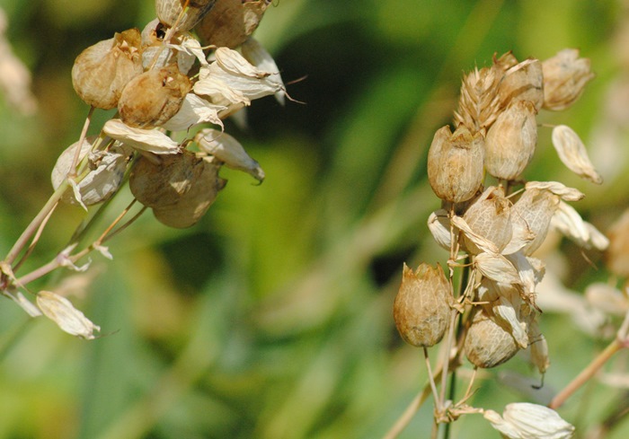 Silene vulgaris subsp. commutata