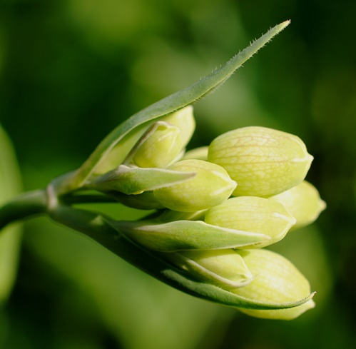 Silene vulgaris subsp. commutata