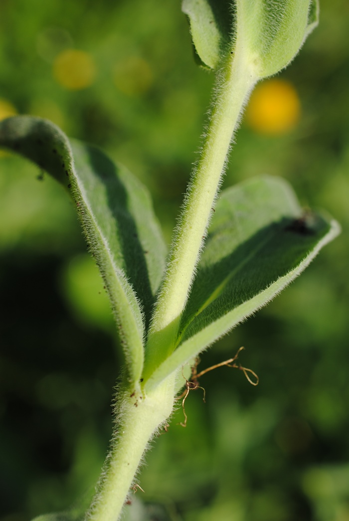 Silene vulgaris subsp. commutata