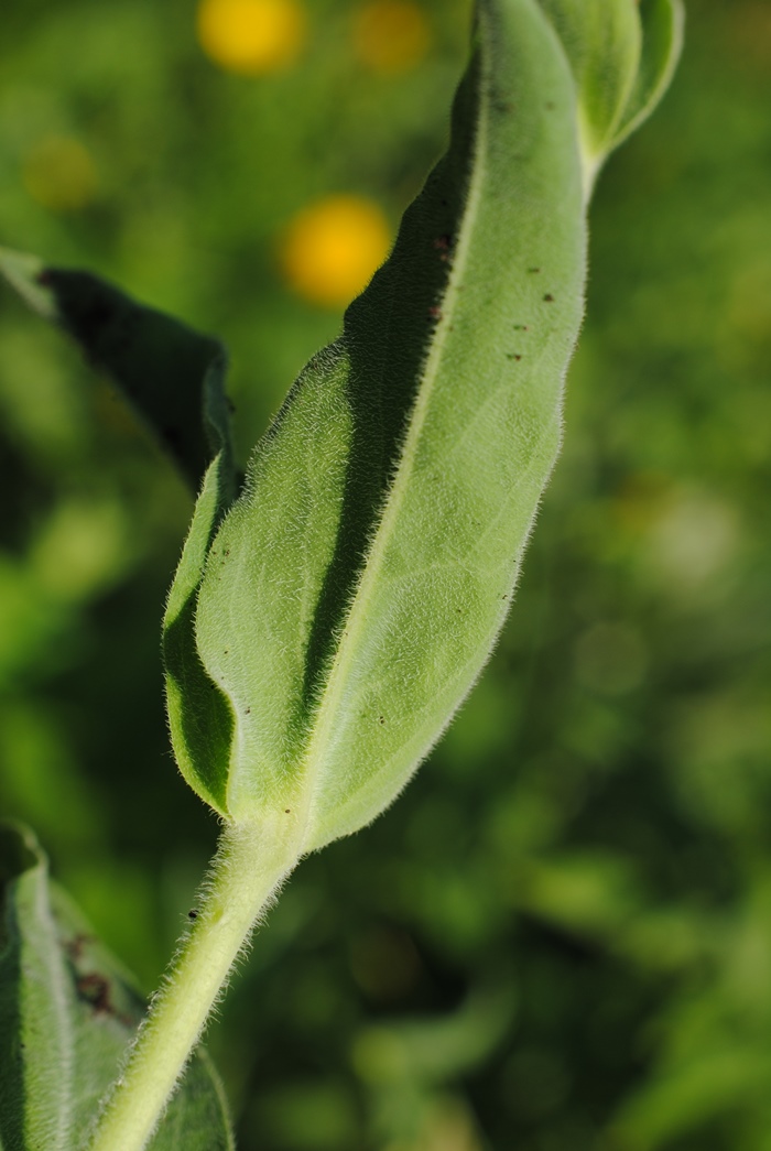 Silene vulgaris subsp. commutata