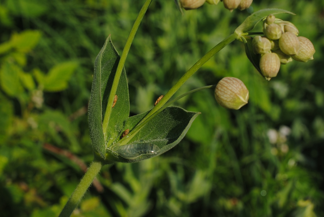 Silene vulgaris subsp. commutata