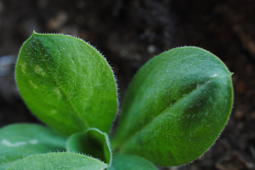 Silene vulgaris subsp. commutata