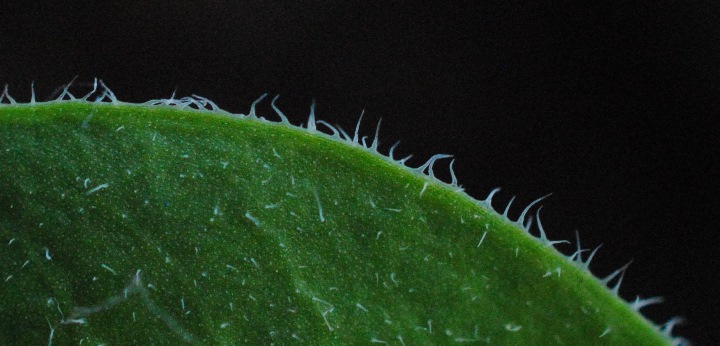 Silene vulgaris subsp. commutata