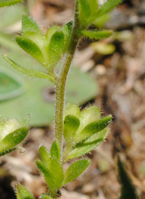 Veronica verna