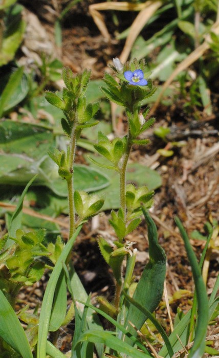 Veronica verna