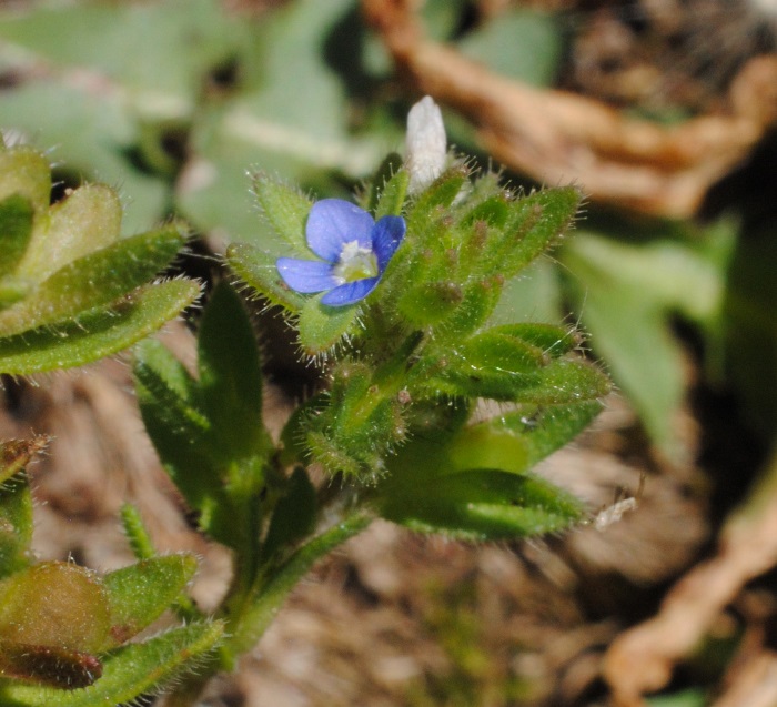 Veronica verna