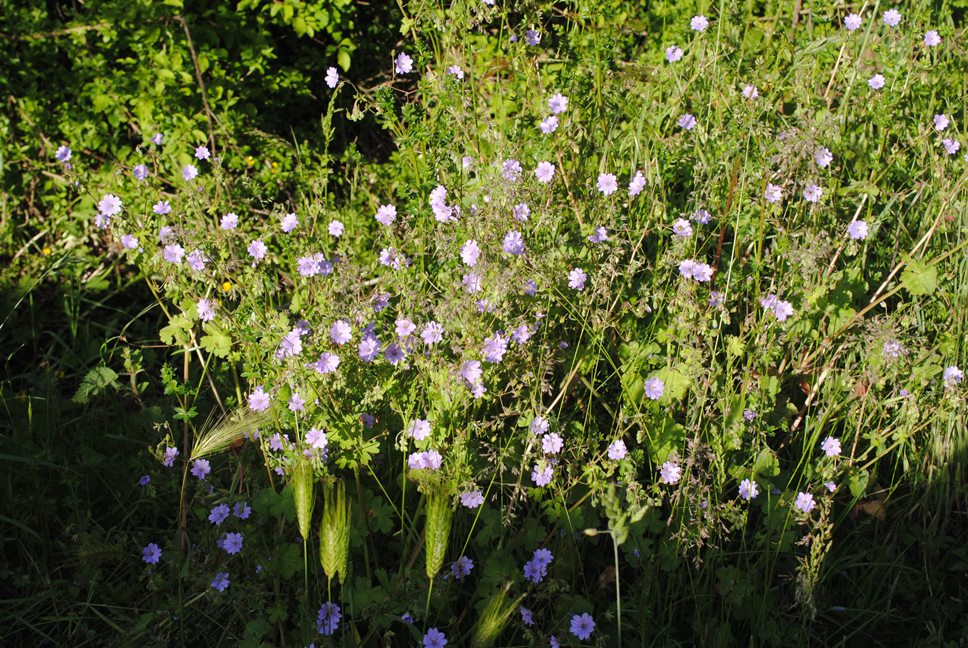 Geranium pyrenaicum?