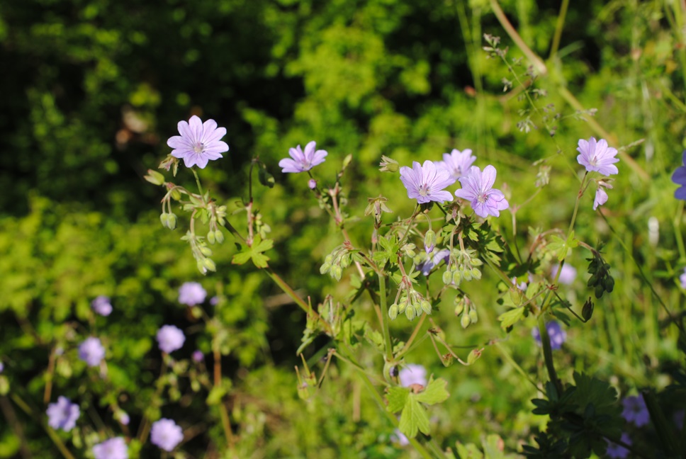 Geranium pyrenaicum?