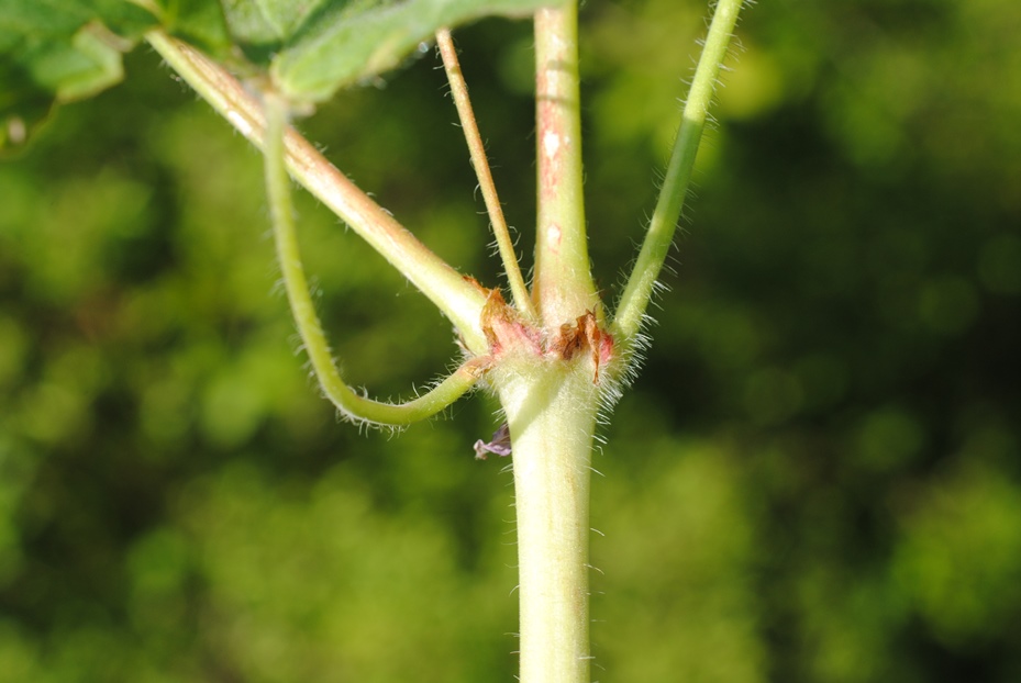 Geranium pyrenaicum?