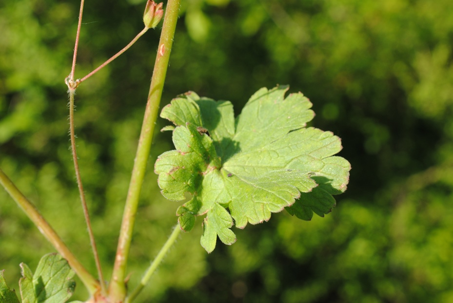 Geranium pyrenaicum?