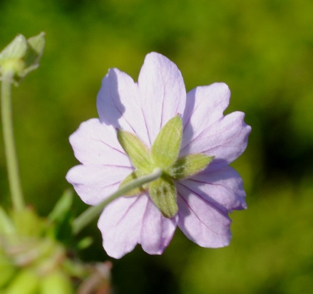 Geranium pyrenaicum?