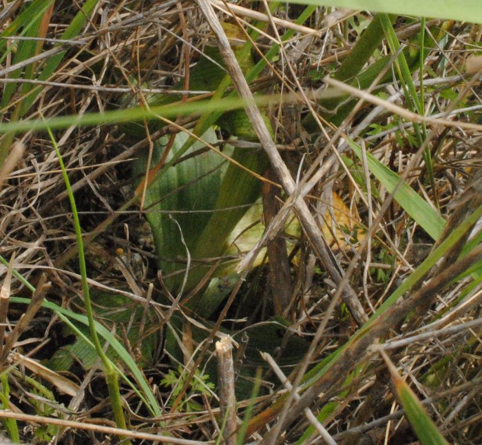 Ophrys apifera