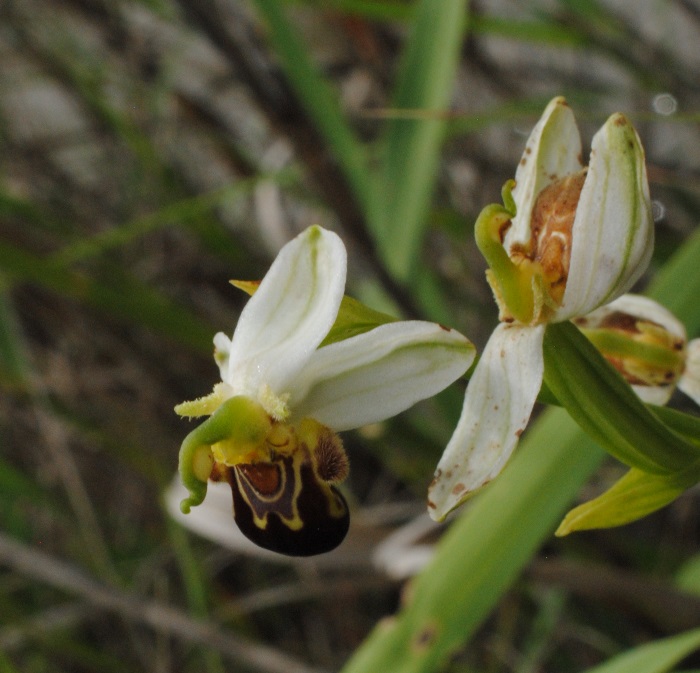 Ophrys apifera