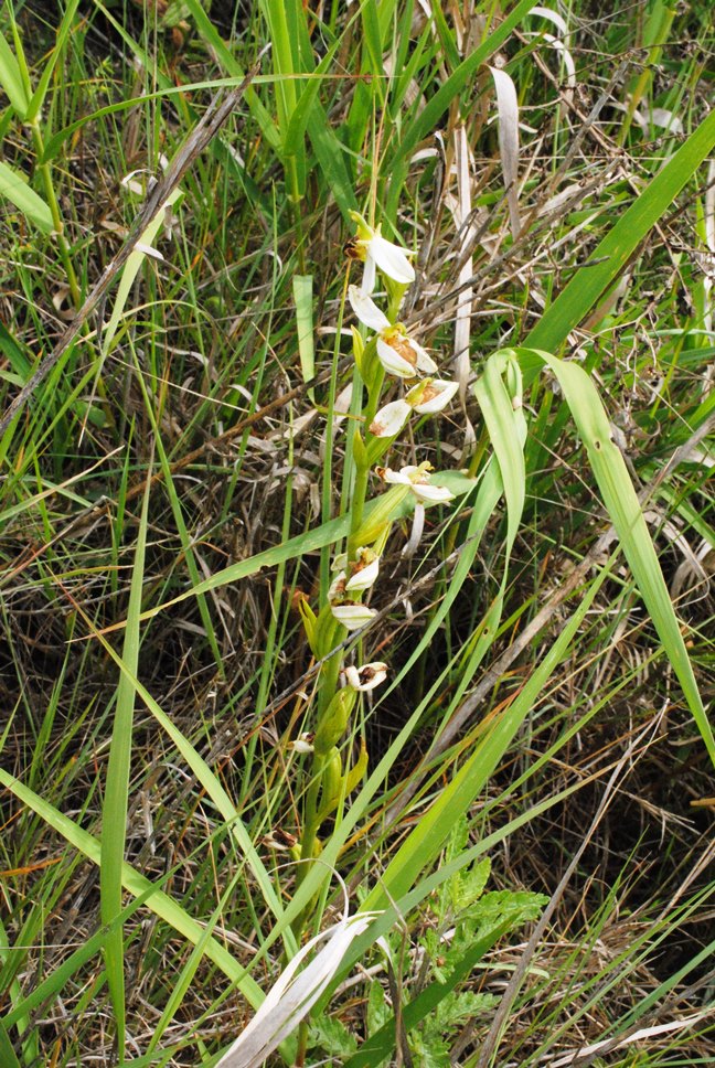 Ophrys apifera