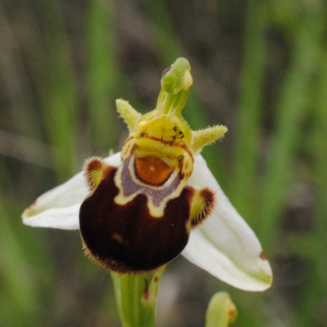 Ophrys apifera