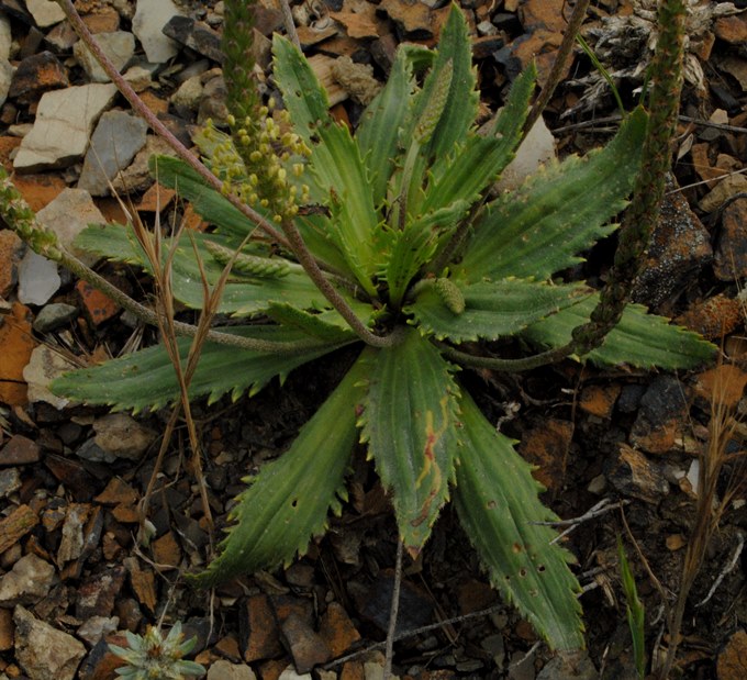 Plantago serraria / Piantaggine seghettata