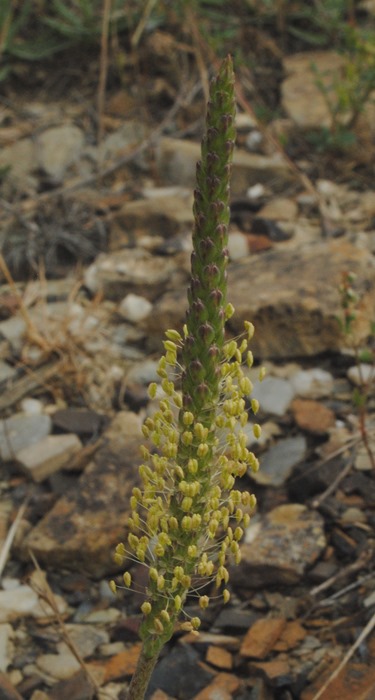 Plantago serraria / Piantaggine seghettata