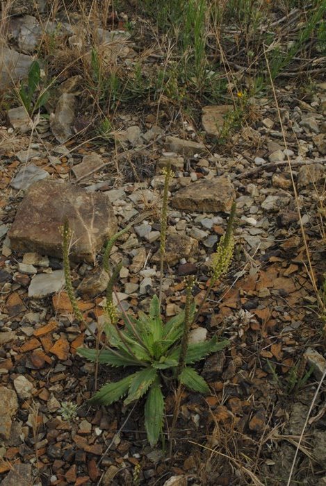 Plantago serraria / Piantaggine seghettata