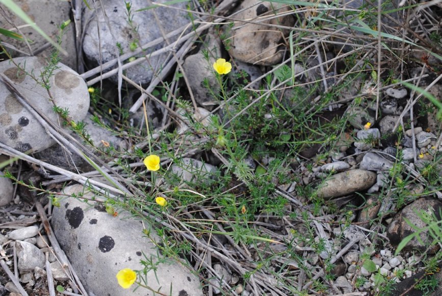 Fumana?  S, Fumana procumbens (Cistaceae)