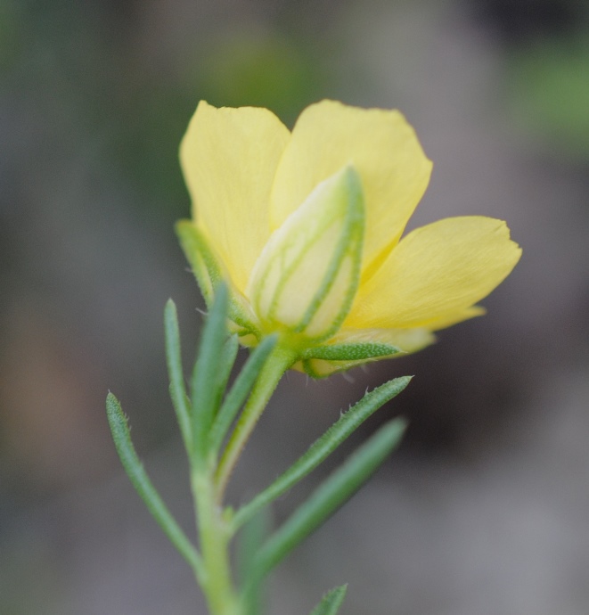 Fumana?  S, Fumana procumbens (Cistaceae)