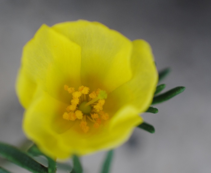 Fumana?  S, Fumana procumbens (Cistaceae)