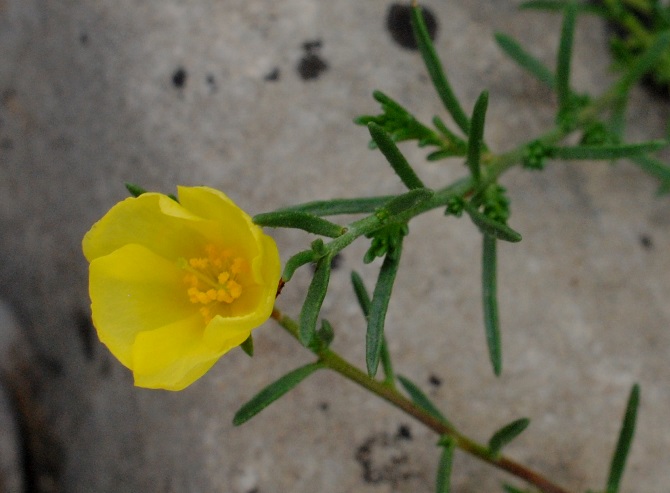 Fumana?  S, Fumana procumbens (Cistaceae)