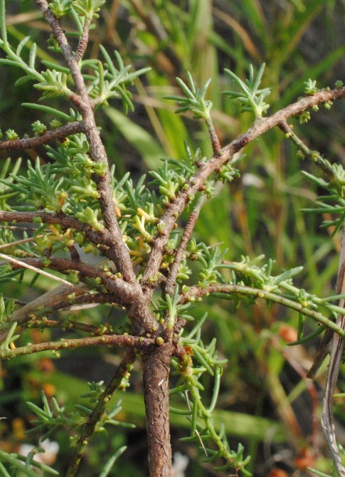 Fumana?  S, Fumana procumbens (Cistaceae)