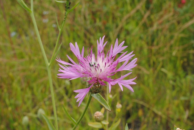 Centaurea diluta / Fiordaliso del nord Africa