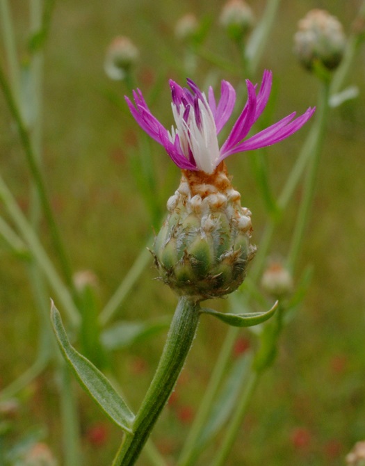 Centaurea diluta / Fiordaliso del nord Africa