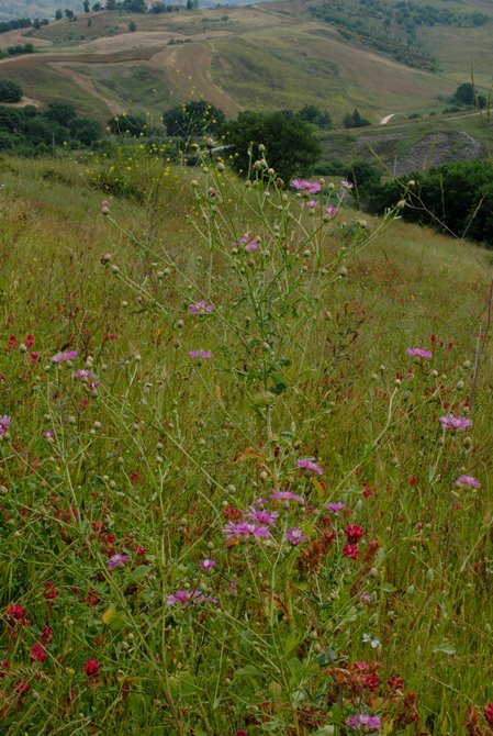 Centaurea diluta / Fiordaliso del nord Africa