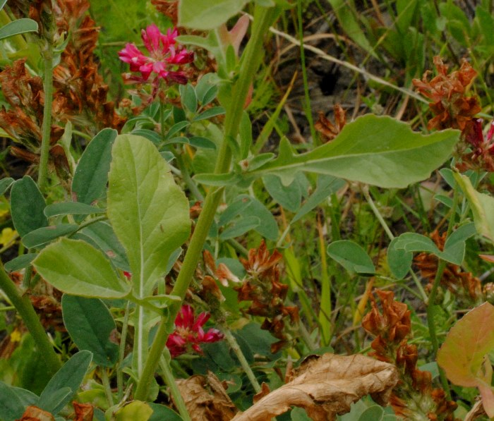 Centaurea diluta / Fiordaliso del nord Africa