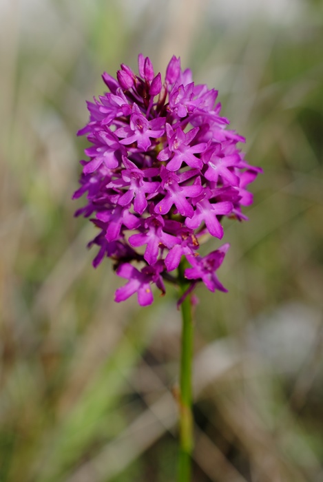 Anacamptis pyramidalis / Orchidea piramidale