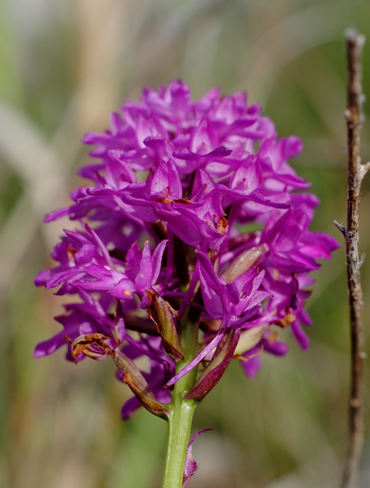 Anacamptis pyramidalis / Orchidea piramidale