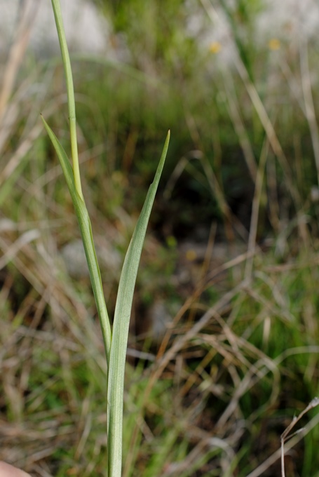 Anacamptis pyramidalis / Orchidea piramidale