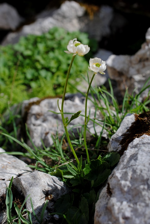 Ranunculus magellensis / Ranuncolo della Majella