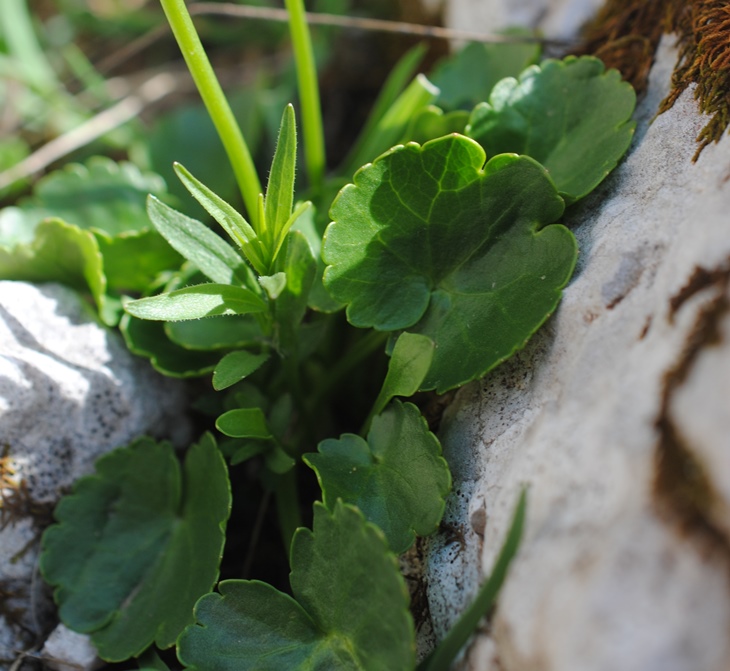 Ranunculus magellensis / Ranuncolo della Majella