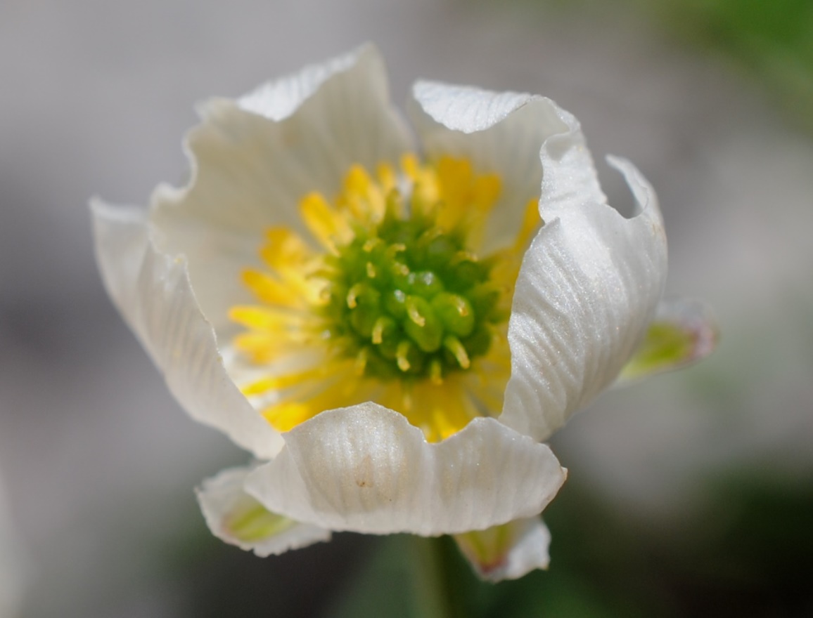 Ranunculus magellensis / Ranuncolo della Majella