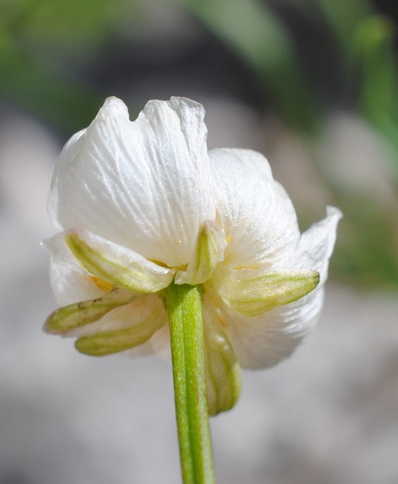 Ranunculus magellensis / Ranuncolo della Majella