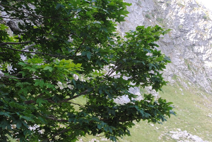 Acer cappadocicum subsp. lobelii?