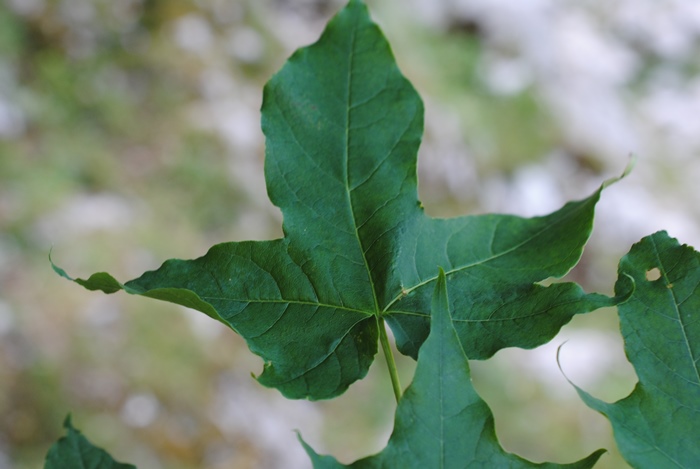 Acer cappadocicum subsp. lobelii?