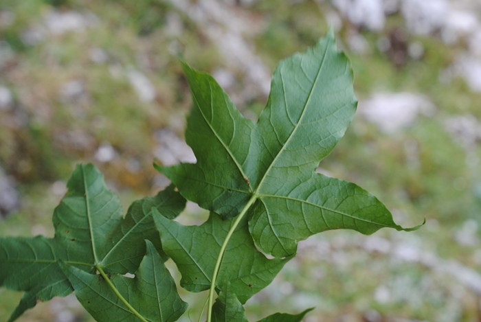 Acer cappadocicum subsp. lobelii?