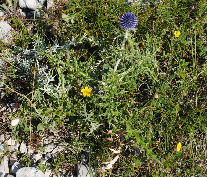 Echinops ritro