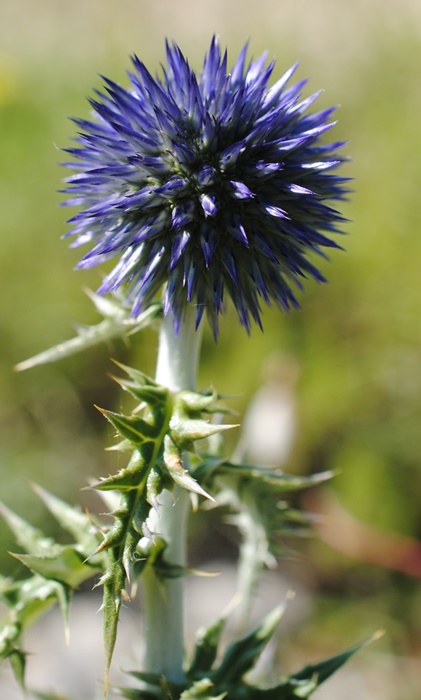 Echinops ritro