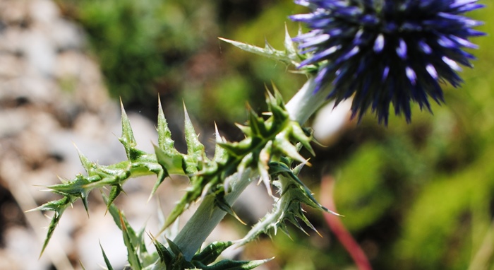 Echinops ritro