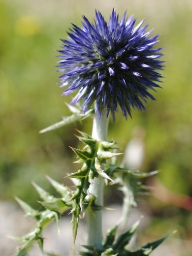 Echinops ritro