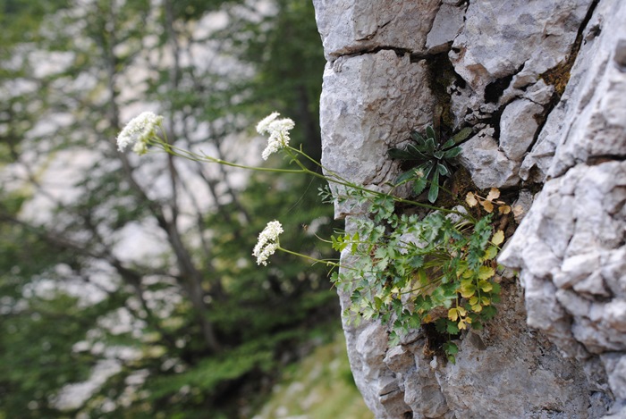 Pimpinella tragium / Tragoselino rupestre