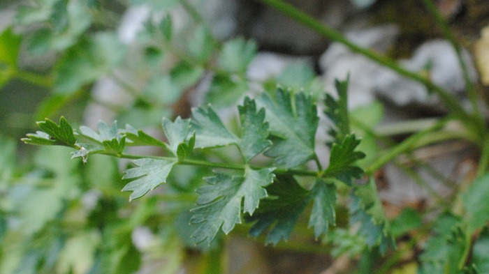 Pimpinella tragium / Tragoselino rupestre